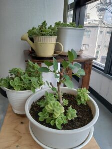 植木
