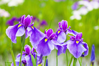 花の画像