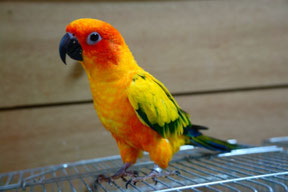 インコ画像