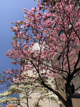 桜の画像