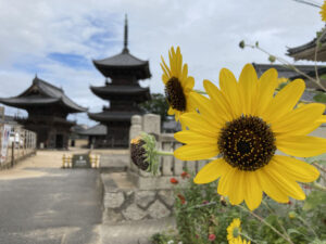 ひまわり