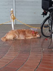 街中の犬