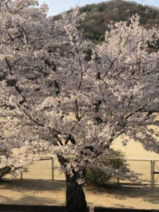 桜